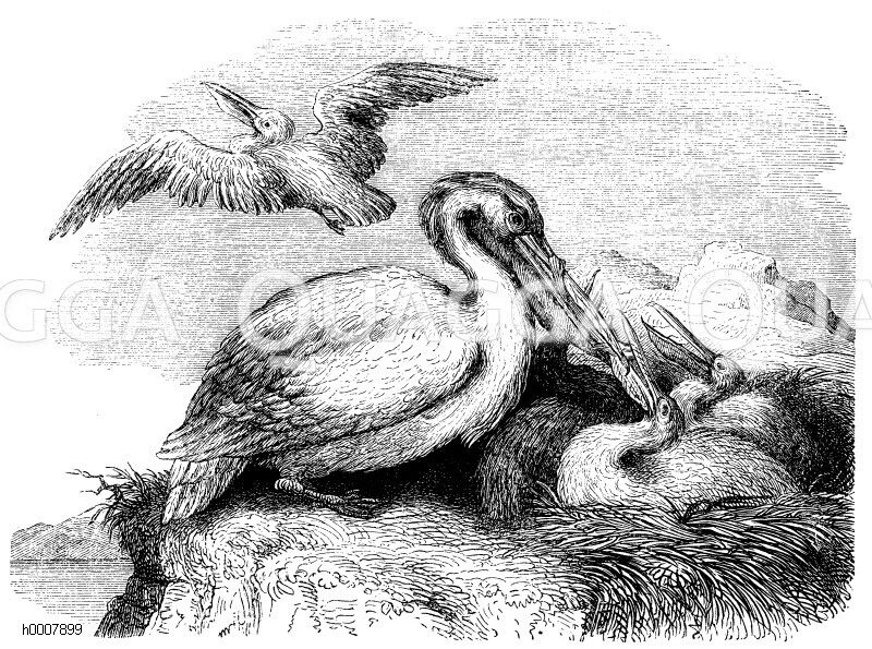 Pelikan und sein Nest [Digital]