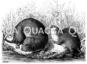 Wasserratte und Schärmaus [Digital]