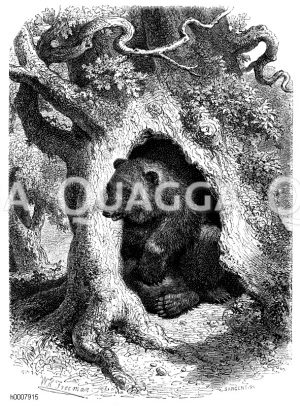 Bär in seiner Höhle, Bärenhöhle [Digital]
