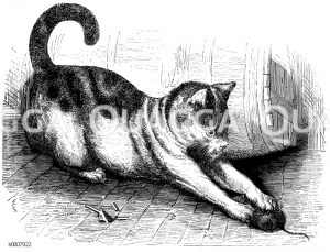 Hauskatze [Digital]
