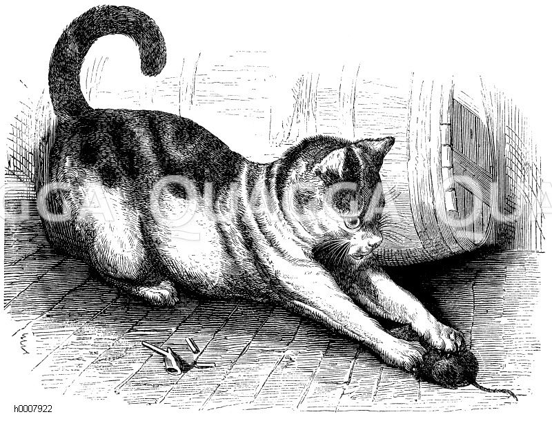 Hauskatze [Digital]