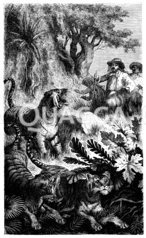 Junghuhn trifft auf seiner Expedition auf den Königstiger [Digital]