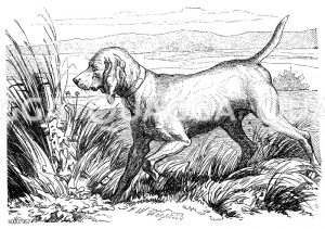 Vorstehhund auf der Lauer [Digital]