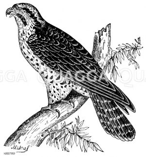 Jagdfalke, Edelfalke [Digital]