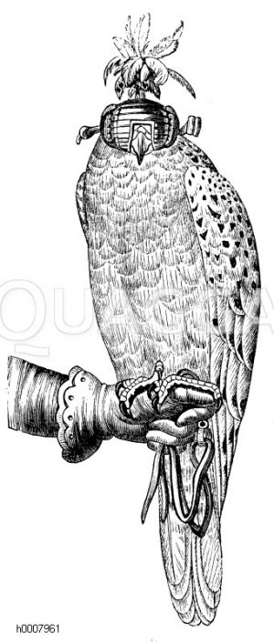 Jagdfalke mit Haube [Digital]