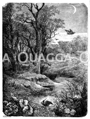 Schnepfenstrich [Digital]