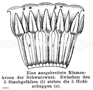 Schwarzwurz: ausgebreitete Blütenkrone [Digital]