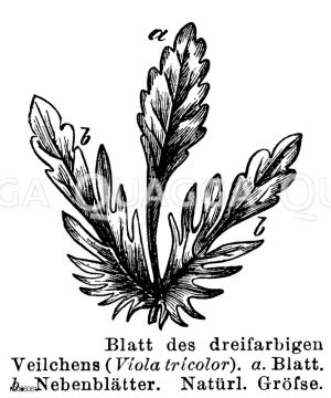 Dreifarbiges Veilchen: Blatt [Digital]
