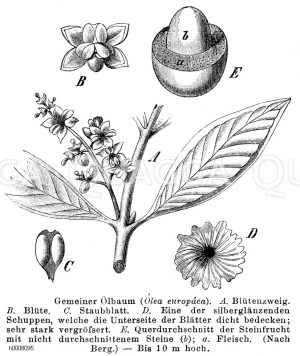 Ölbaum, Olivenbaum