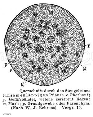 Querschnitt durch den Stengel einer monocotyledonen Pflanze [Digital]