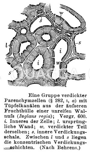 Walnuss: Gruppe verdickter Parenchymzellen mit Tüpfelkanälen aus der äußeren Fruchthülle der unreifen Frucht [Digital]