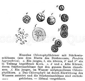 Drehmoos: Chlorophyllkörner mit Stärkeeinschlüssen aus dem Blatt [Digital]