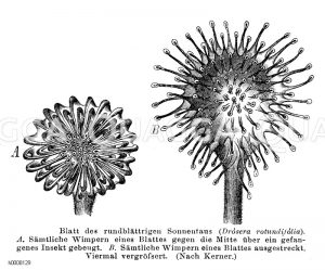 Rundblättriger Sonnentau