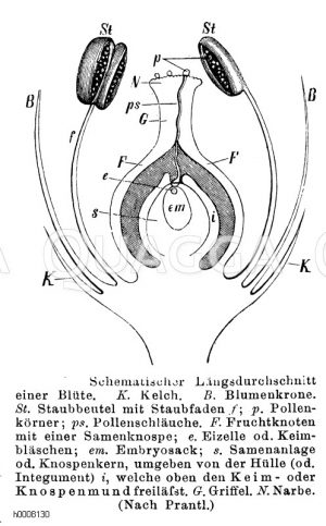 Blüte: Schematischer Längsschnitt [Digital]