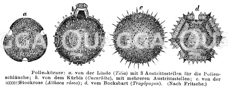 Linde, Kürbis, Stockrose, Bocksbart: Pollenkörner [Digital]