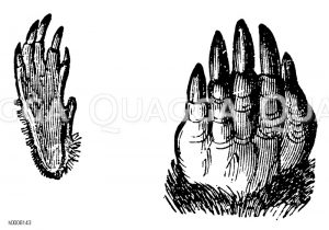 Maulwurf: Vorderfuß (links), Hinterfuß (rechts) [Digital]