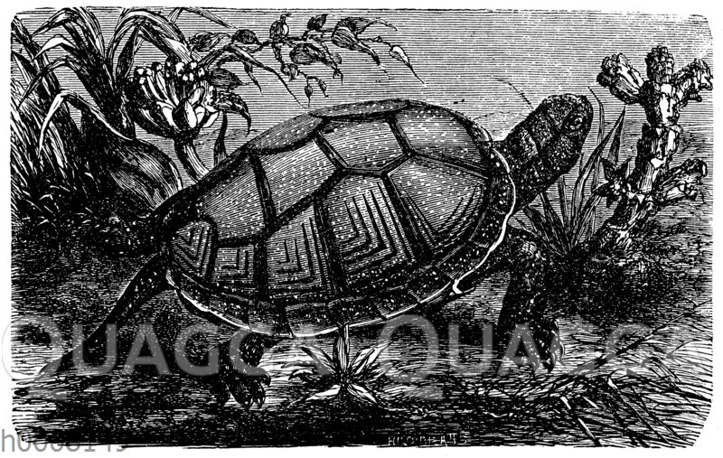 Europäische Sumpfschildkröte [Digital]