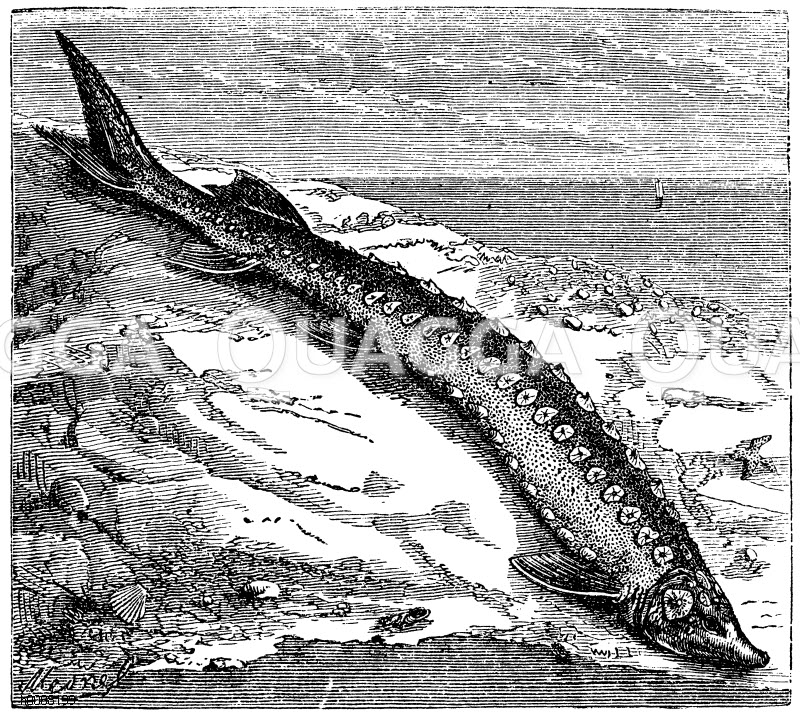 Stör Quagga Illustrations