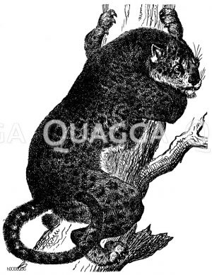 Jaguar [Digital]
