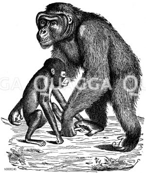 Orang-Utan, Orang-Utan: Weibchen mit Jungtier [Digital]