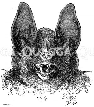 Vampir: Kopf [Digital]