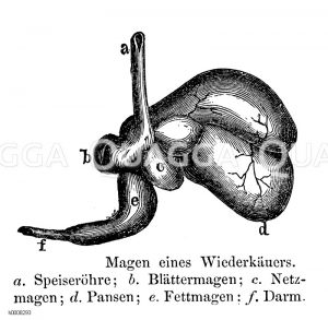 Wiederkäuer: Magen [Digital]