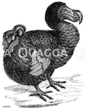 Dodo, Dronte [Digital]
