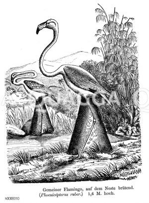 Flamingo [Digital]