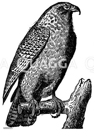 Jagdfalke [Digital]