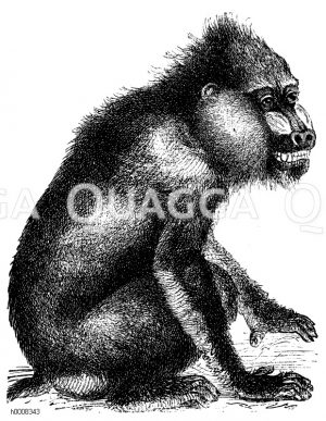 Mandrill [Digital]