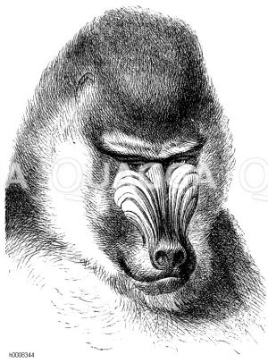 Mandrill: Kopf eines Männchens [Digital]