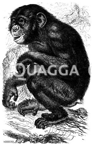 Schimpanse - Bildkategorie - Quagga Illustrations Bilddatenbank