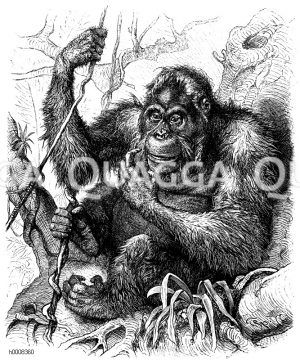 Orang-Utan [Digital]