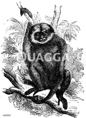 Ungka, Schlankgibbon, Brauner Gibbon [Digital]