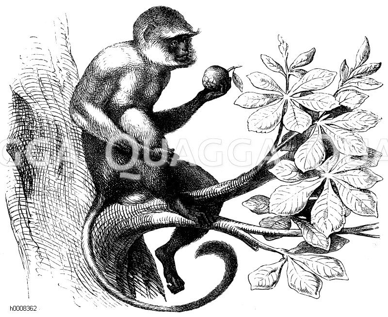 Hanumanlangur, Grauer Langur, Hulman [Digital]