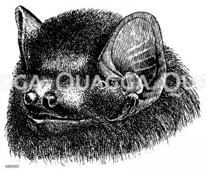 Frühfliegende Fledermaus: Kopf [Digital]