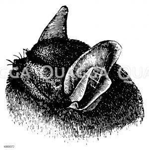 Bartfledermaus [Digital]