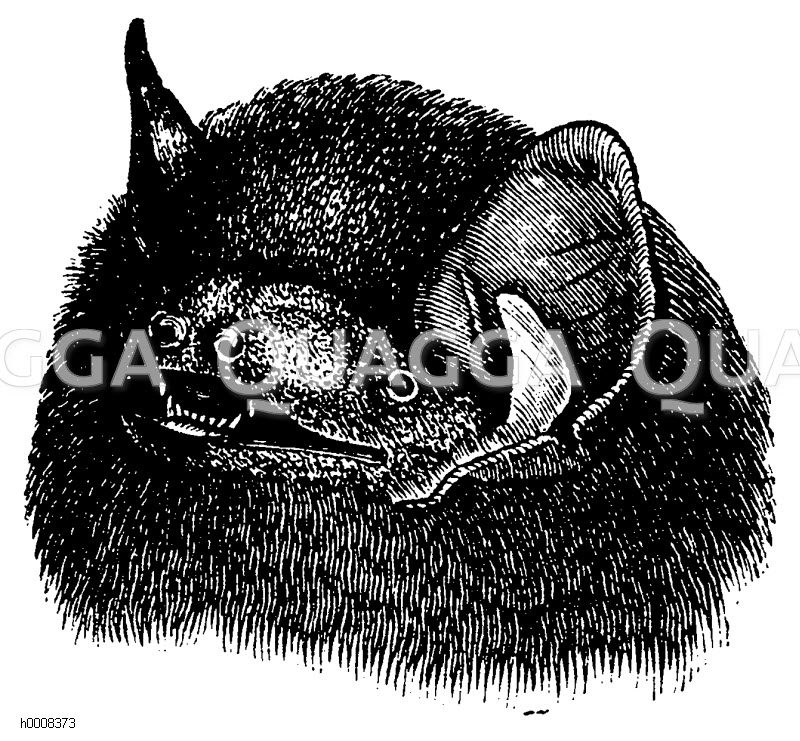 Weißrandige Fledermaus [Digital]