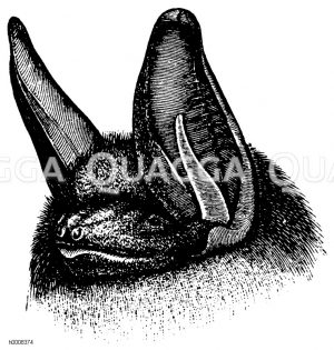Großohrige Fledermaus [Digital]