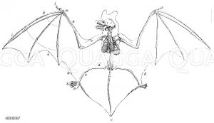 Fledermaus: Skelett [Digital]