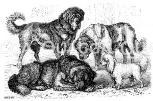 Tibet-Dogge, Canis sancti bernhardi - Bernhardiner, Canis terrae novae - Neufundländer, Canis aquaticus - Pudel [Digital]