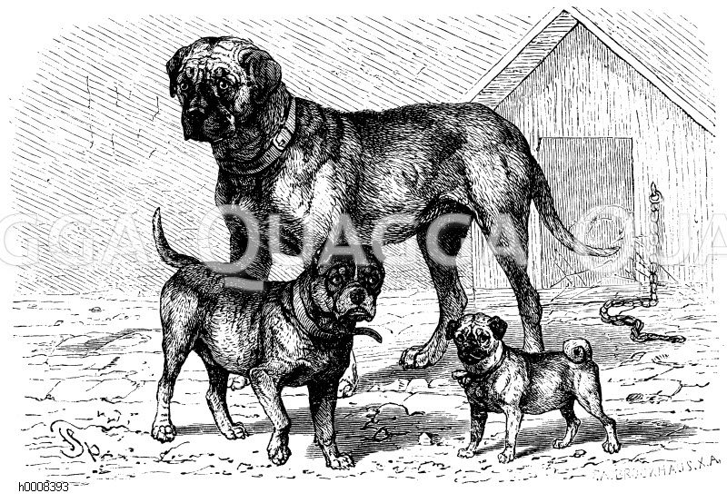 Bulldogge, Mastiff, Englische Dogge, Mops [Digital]