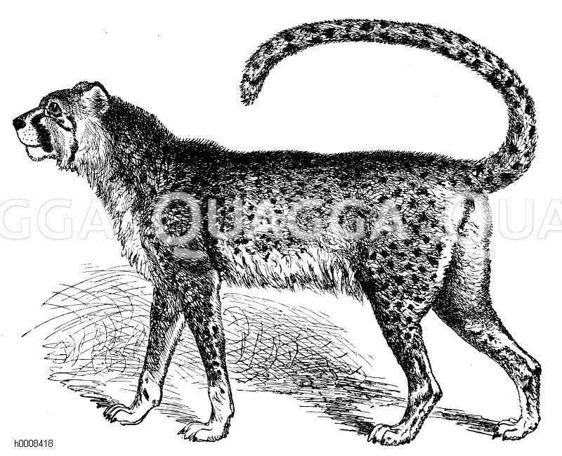Tschita, Jagdleopard, Asiatischer Gepard [Digital]