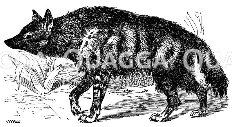 Erdwolf [Digital]