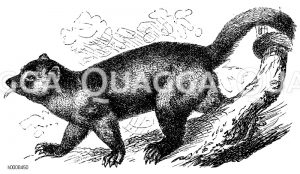 Wickelbär [Digital]