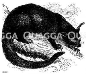 Marderbär [Digital]