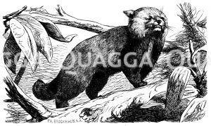 Katzenbär [Digital]