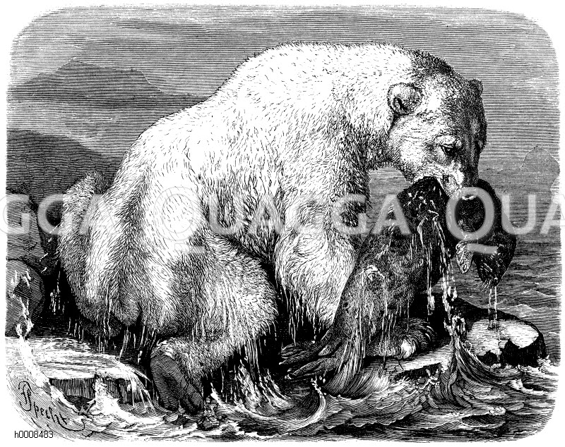 Eisbär