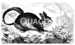 Hasenmaus, Berg-Biscacha [Digital]