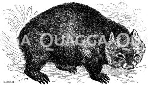 Wombat [Digital]